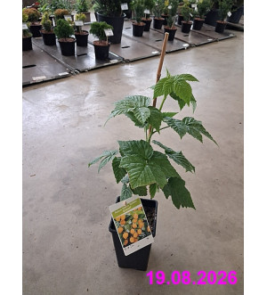 Rubus idaeus 'Golden Everest' RP 1,6 L